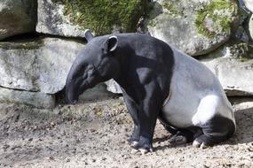 black and white malayan tapir at the zoo