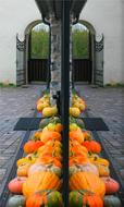 ripe pumpkins in the yard