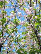 fragrant flowers on a tree
