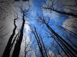 silhouette of trees against the sun