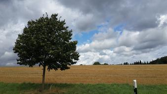 landscape of Field Trees