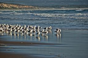 wild Seagulls on Beach