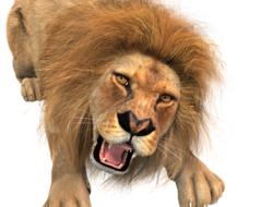 animal lion male king
