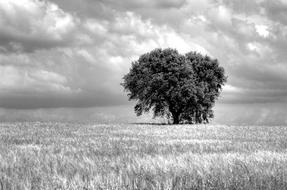 Tree Field Sinister