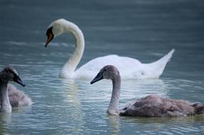 gorgeous Swan Bird Water