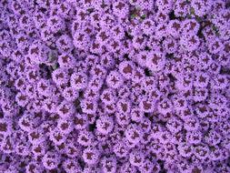 Purple Carpet Of Flowers Spring