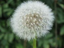 Plant Flower Flowers