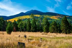 Arizona Mountains Fall