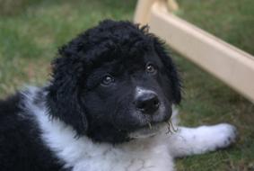 portrait of black and white Puppy Dog