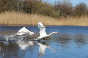 two white Swans take off Lake at fall