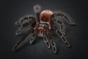 enchanting Spider Tarantula