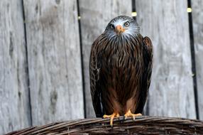 beautiful eagle sits on a nest in a zoo