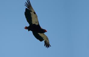 predatory eagle flies high in the sky