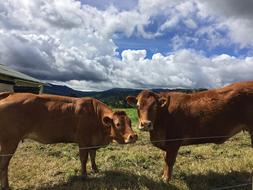 brown cows on a pasture against a cloudy sky