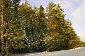 Winter Snow Forest