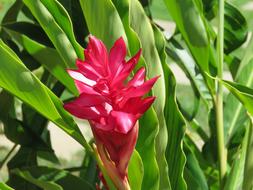 Alpinia Flower Red