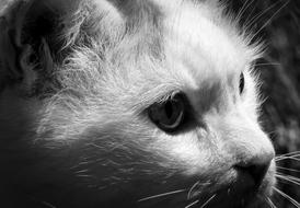 Black and white photo of the focusing cat
