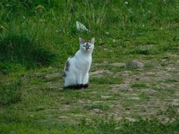 white grey cat sits on grass