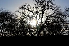 Sun Tree Nature