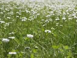 Daisies Meadow Nature