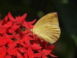 an unusual butterfly in the garden