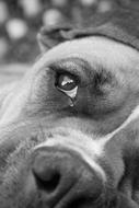 Black and white portrait of the cute and beautiful dog, with the shiny