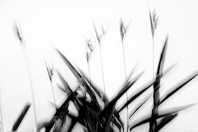 Nature Plants Art
