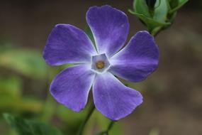 purple alpine flower, close-up