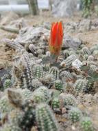 Cactus Flower Thorns