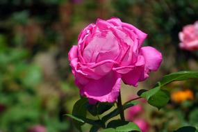 Rosa Pink Flower