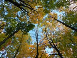 Trees Leaves forest