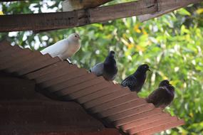 Animal Doves in Dong Nai province