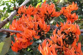 Coral Tree Flowers Orange Flower