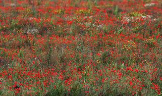 Poppies Wildflowers Red