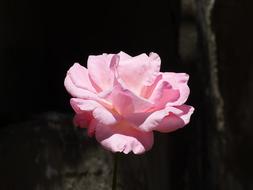 Flower Rosa Petals
