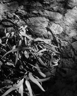 monochrome photo of Leaves on stone Wall