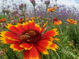 Spring Bee Flower