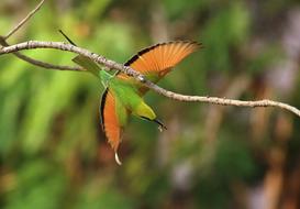 Green Bee Eater