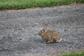wild hare on the road