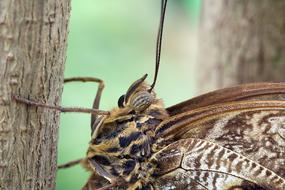 gorgeous Butterfly Macro