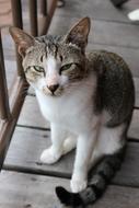 white-gray domestic cat sits on a wooden terrace in the open air