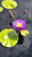 Lily Pads Flower Pond Water