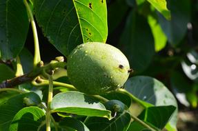green fruit on the tree in the garden