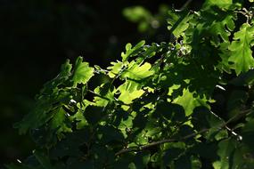 Nature Grass Sunshine