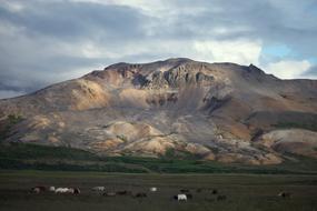 Mountain Field Horses