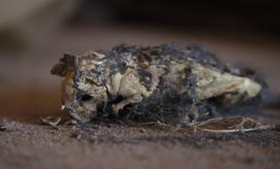 dehydrated rat close-up on a blurred background