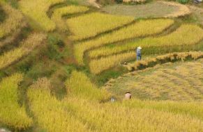 people in the field