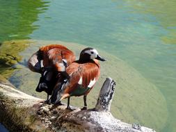 Colorful, beautiful and cute ducks on the wood, near the colorful pond