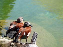 couple of Water Duck Birds