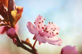 Flower Macro Nature